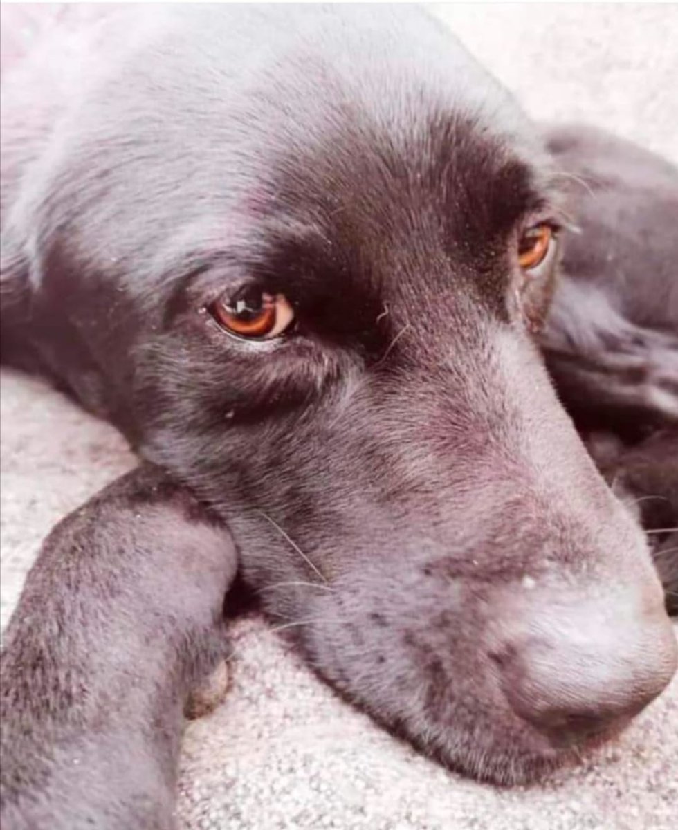 A section 18 search of an address this evening saw PD Baxter locating an amount of class A drugs. #policedogs