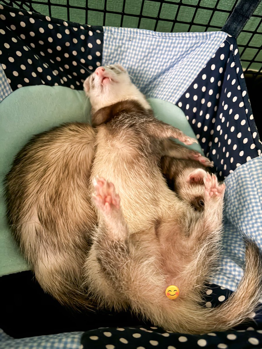 短いあんよを最大限にあげてなでなでを待つもこ嬢🥰
(まるは大人しくクッションになってくれててえらい☺️💕)

#まるもこ #フェレット #ferret