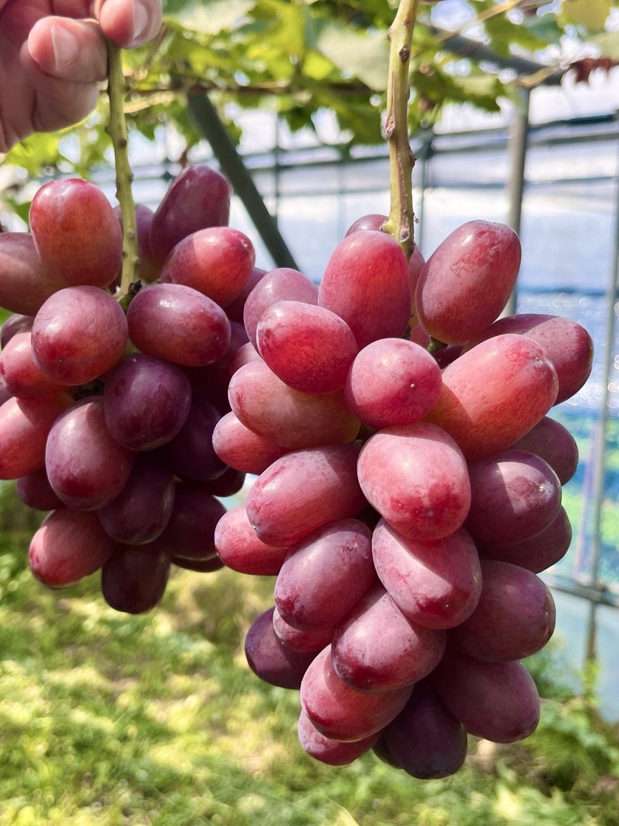 クイーンルージュ