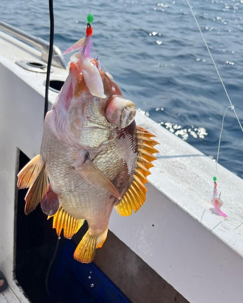 NicholeR83948's tweet photo. 海釣りは本当に面白いです！ ！
いろいろな小魚を収穫した🎣

#釣り
#釣りをする
#釣りガール
#釣り好き
#釣り好きな人と繋がりたい
#釣りバカ https://t.co/5CgxlyIMpv