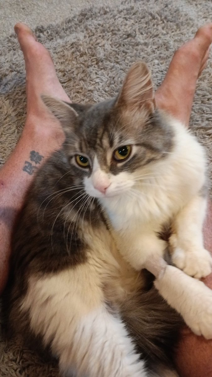 Ryan MacRaild tweet media