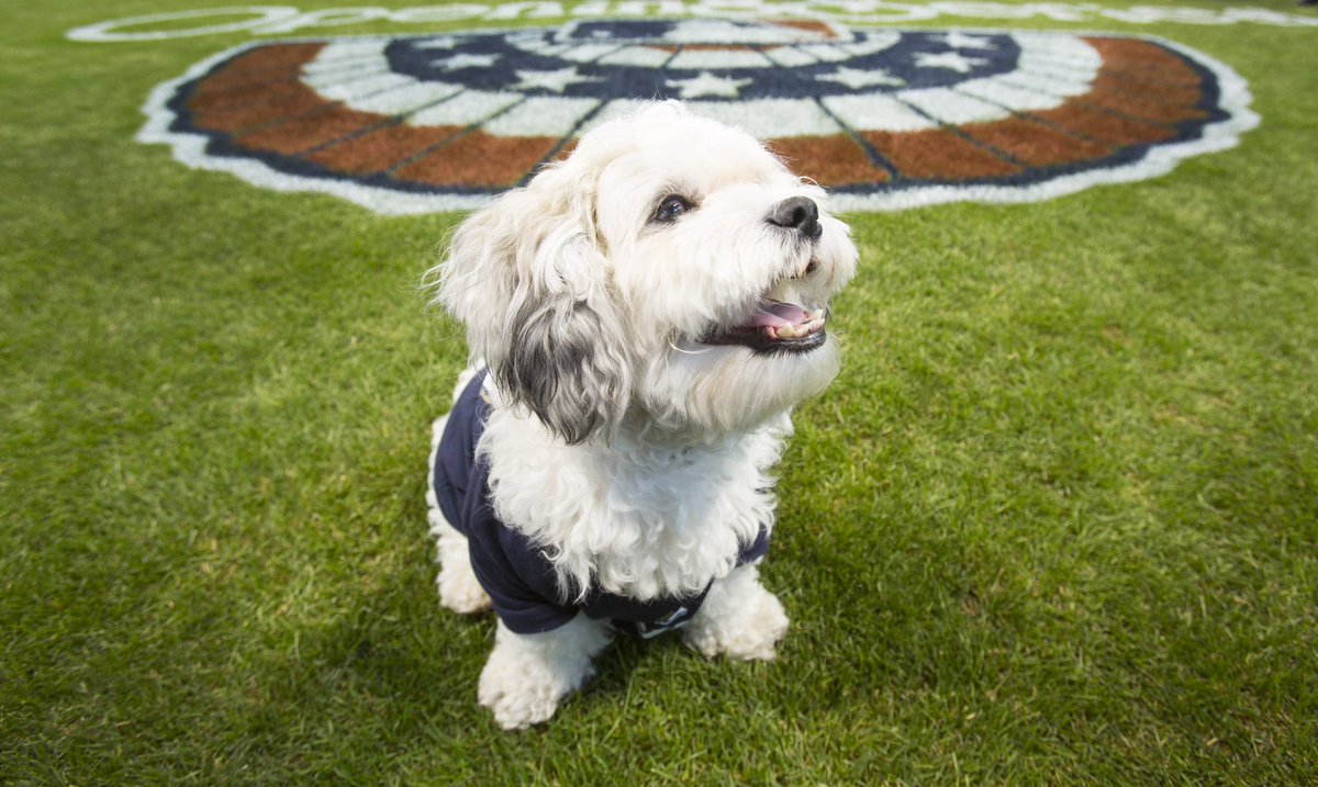 Brewers's tweet image. Today, we said goodbye to the best ballpark pup 💔

All of Brewers nation will miss you, Hank