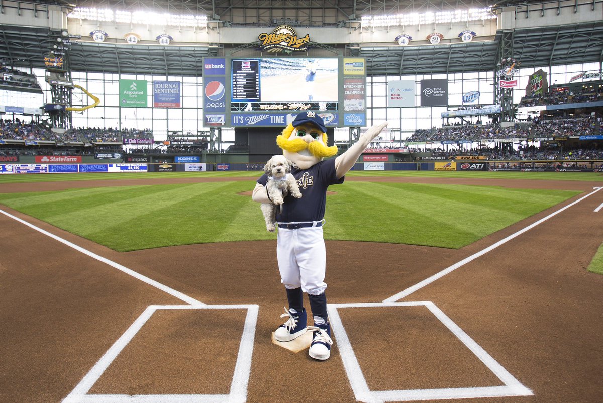 Brewers's tweet image. Today, we said goodbye to the best ballpark pup 💔

All of Brewers nation will miss you, Hank