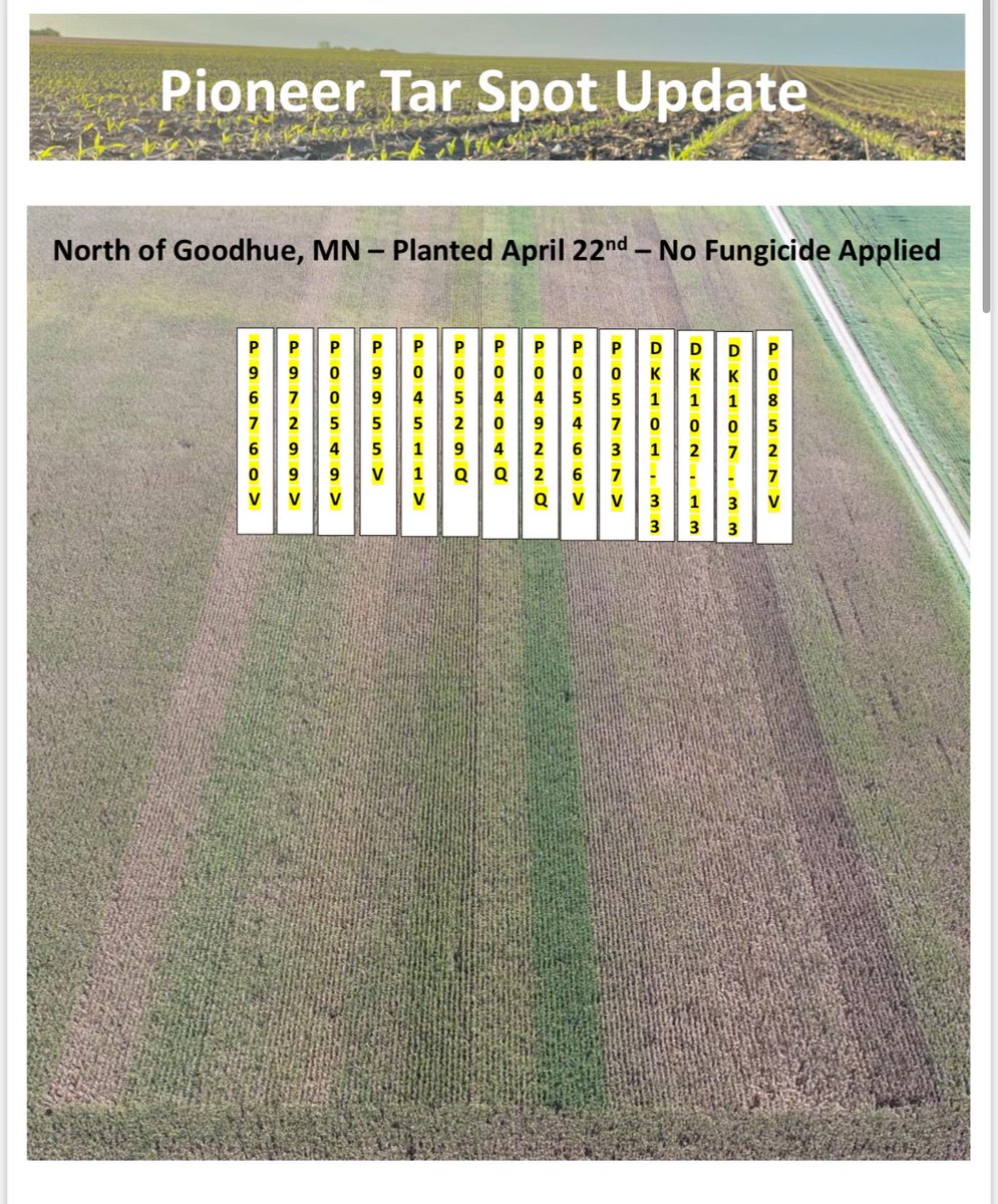 SteveHubly's tweet photo. Tar spot playing a BIG role in pre-mature black layer in this PKP plot. Make sure you know your hybrid tolerance when choosing genetics for the 2025 growing season! #Pioneer https://t.co/QUQ1hxkgZK