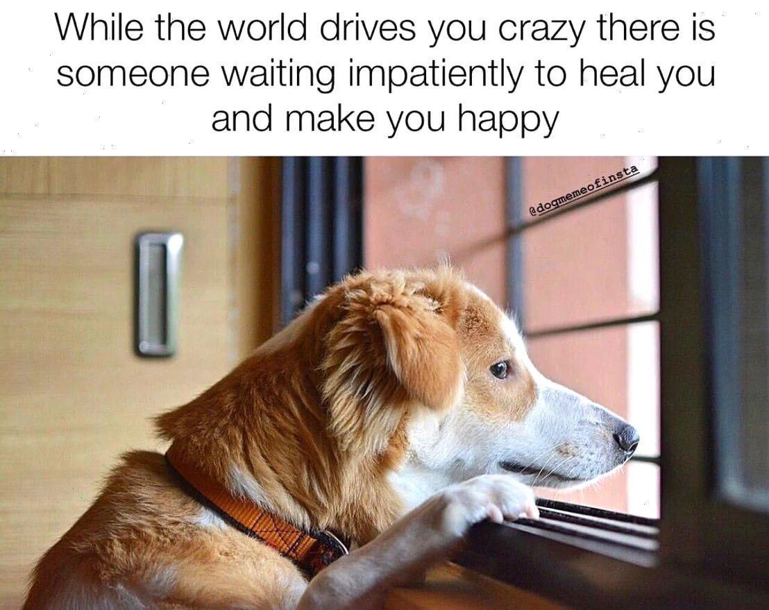 WholesomeMeme's tweet photo. https://t.co/2bsSOX637y