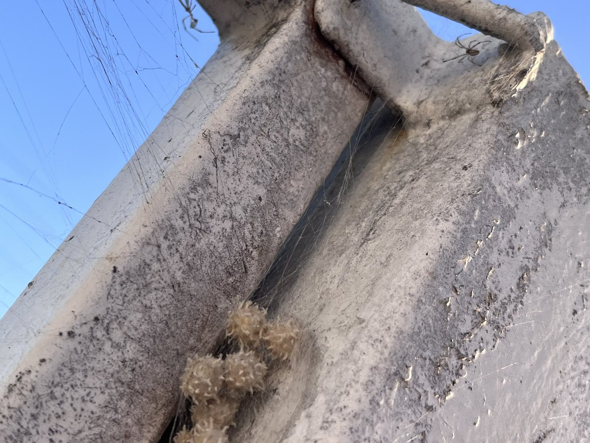 Tacodesal's tweet photo. @Arachno_Cosas  lactrodeus? Ubicada en Tijuana BC https://t.co/U9G92krP3x