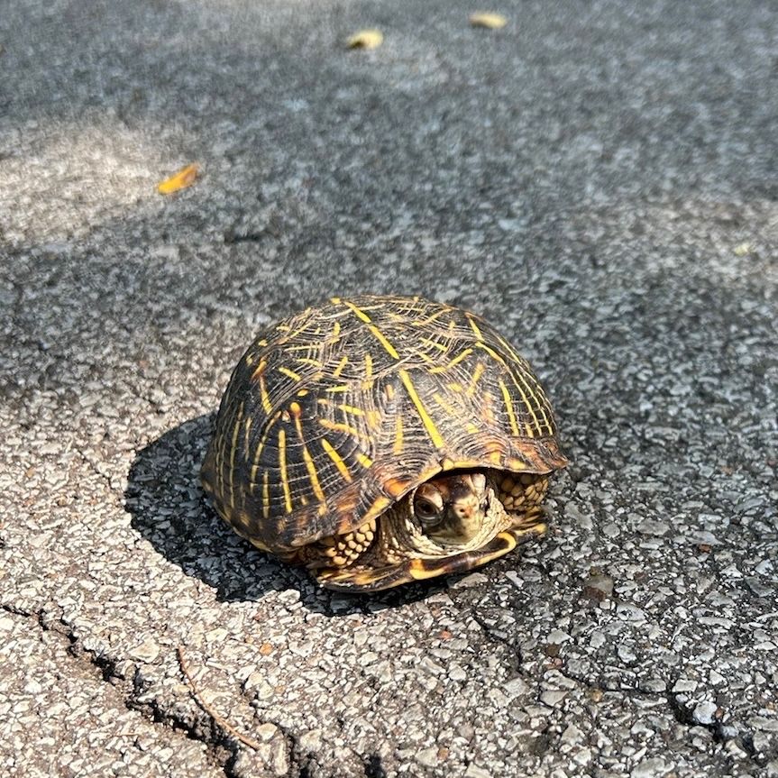 missscoutthedog's tweet photo. What type of #turtle is this found in Liberty, MO? 
#borderterrierposts #btposse #borderterriersarethebest #borderterrierlove #borderterrierofinsta #borderterrierlovers #borderterrierlover #borderterrierswithattitude  #bt  #btposseofinstagram #borderterrier https://t.co/ilPWYrOX7Q
