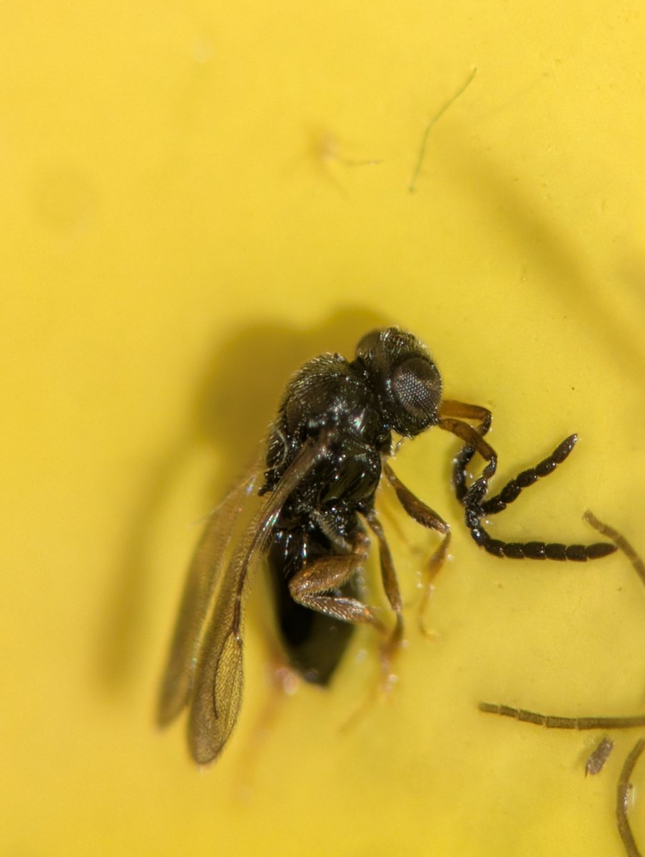 🏳️🌈Timo Wayman🇵🇷 tweet media