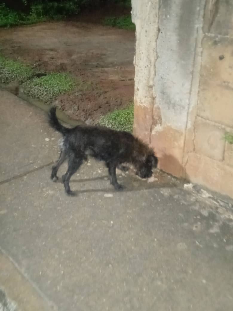 Fue golpeado salvajemente y lanzado a la calle, buscamos un lugar de resguardo para él porque el "dueño" dijo que lo ataría a una bicicleta y lo arrastraría lejos de su casa. Está asustado y desorientado #Maturin #Monagas #Venezuela 0416-2999350