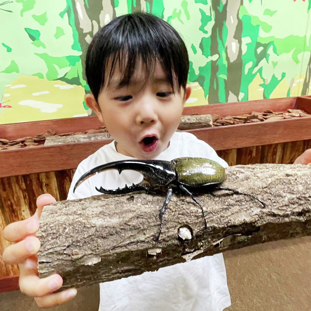 joypolis_event's tweet image. #カブクワ台場 🌳
わくわくの3連休がやって来る～🤩
📢ヘラクレスオオカブト
📢ニジイロクワガタ
を近くでさわって観察しよう！
特別ふれあいあコーナーで待ってるよ😍
9月24日（月）まで開催中🙆
tokyo-joypolis.com/event/fureaino…