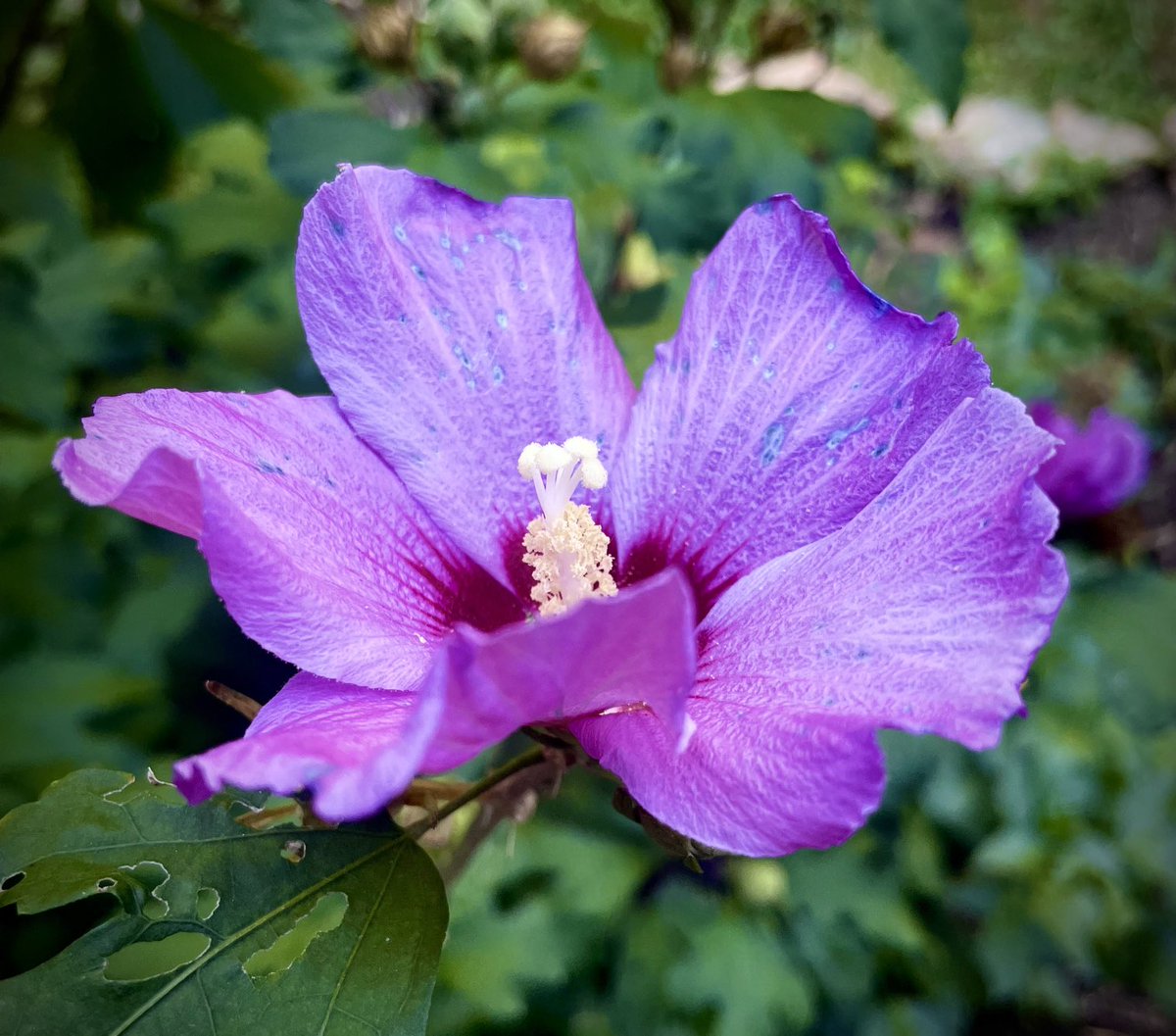 Another hibiscus hanging in there