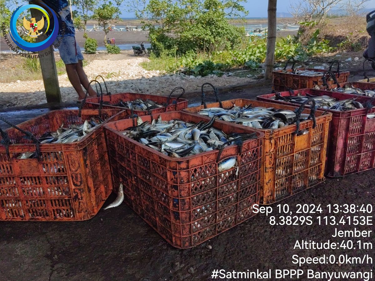 patria_ibi's tweet photo. Selasa(10/09), Ibi Patria, S.Pi, Luhkan Kab. Jember, Ds Mojomulyo, melaporkan tangkapan an. Sholihin, Ikan Lemuru sebanyak 360 kg, harga 6.000/kg, alat tangkap jaring insang hanyut #GiatLuhkanSatminkalBwi #Jember #tangkap https://t.co/6CaKgZtbpA