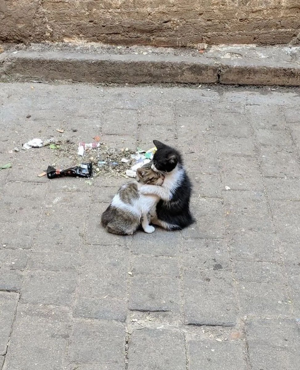 NoCatsNoLife_m's tweet photo. If you can love him even when he is broke that is true love ❤️ https://t.co/2PNlQ4H5eu