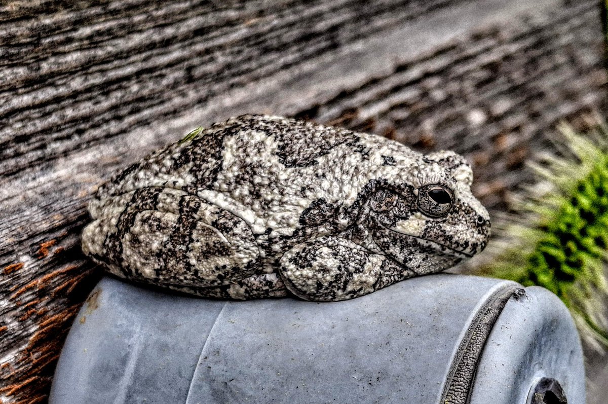 programmer1200's tweet image. #missouri #nature #greytreefrog