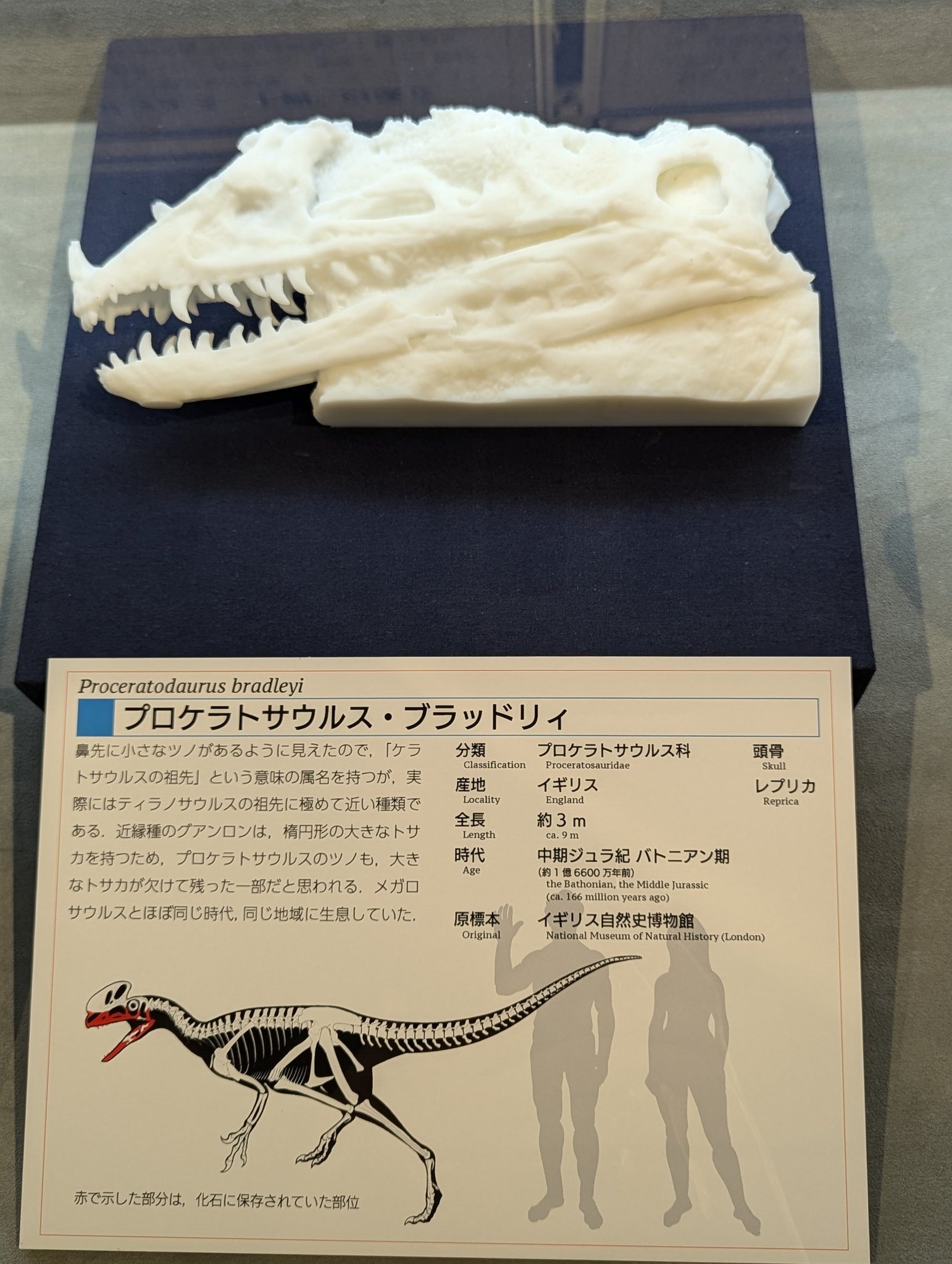 sr♡　恐竜化石　① 世界で唯一】ケラトサウルスの子どもの化石が45億円で落札