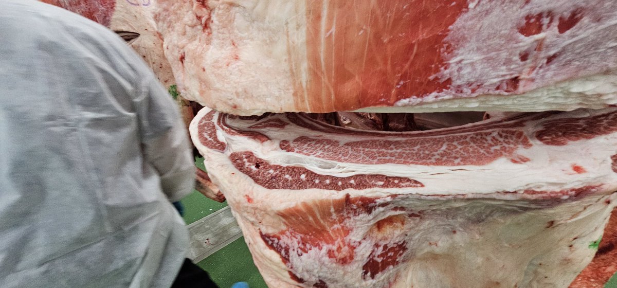 Here's some Wagyu on Tokyo market 580 kg hanging weight bringing around 2000 y  kg this morning