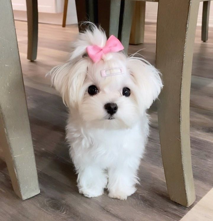 น้องเจนหนิ ૮꒰ྀི ˶ᵔ ᵕ ᵔ˶ ꒱ྀིა