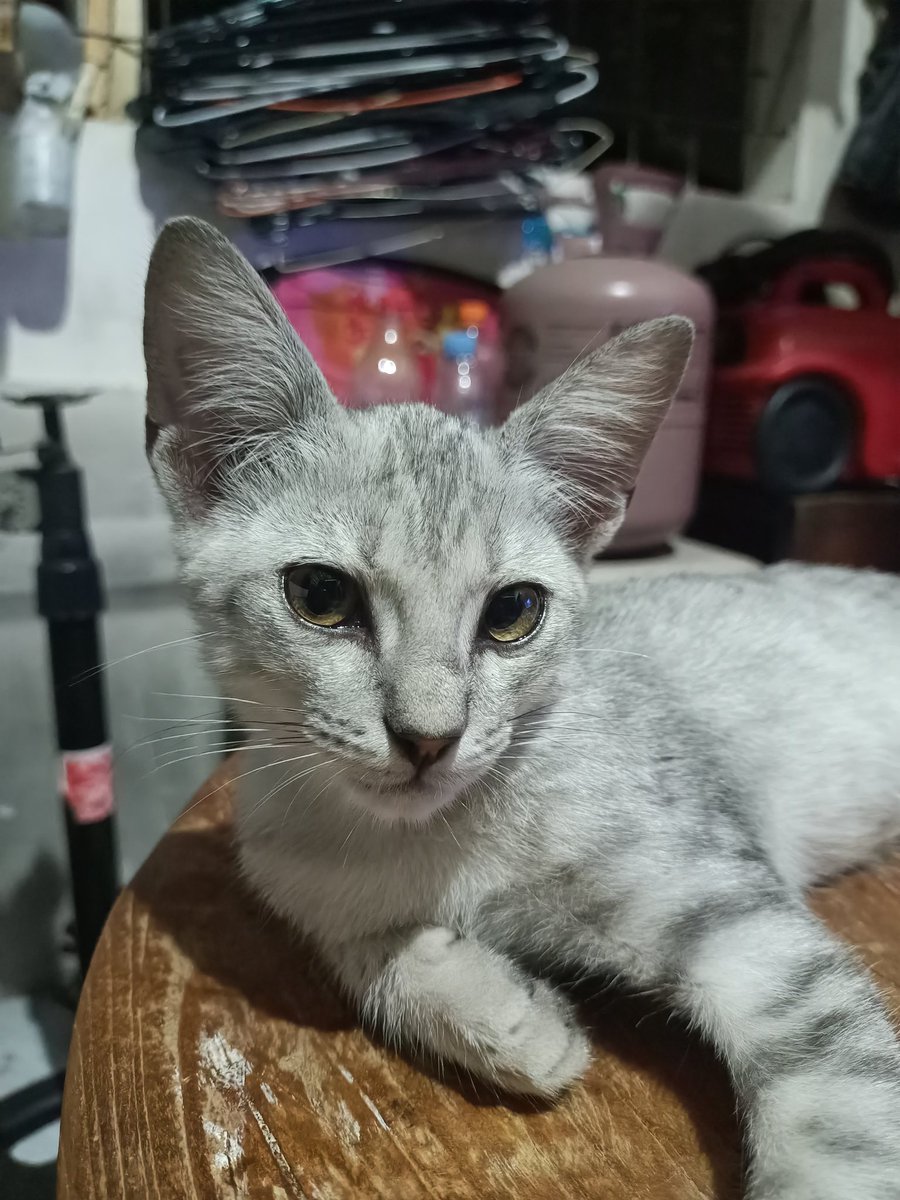 warkopdepan's tweet photo. @petsfess Elaa elaa kawan,haii https://t.co/FnWJgxYzpv
