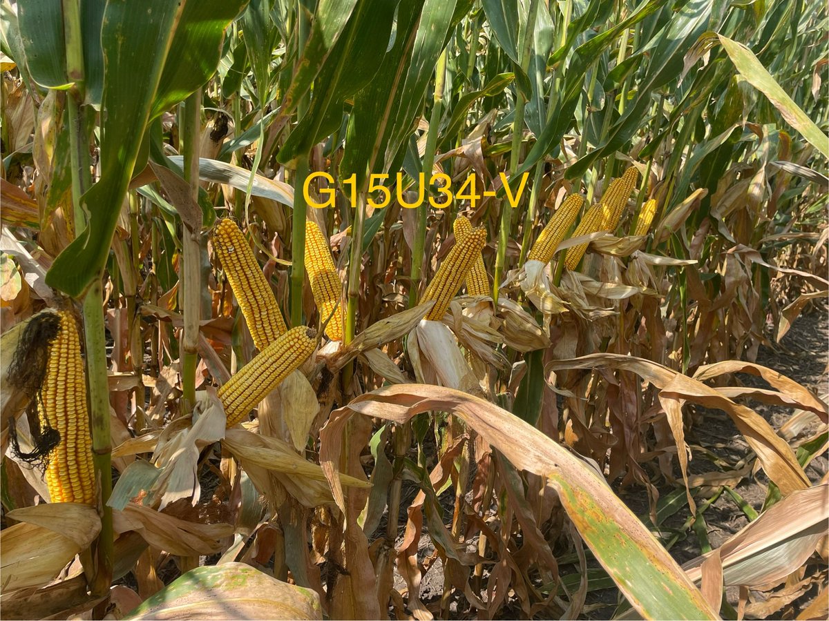 Andrew Rupe tweet media