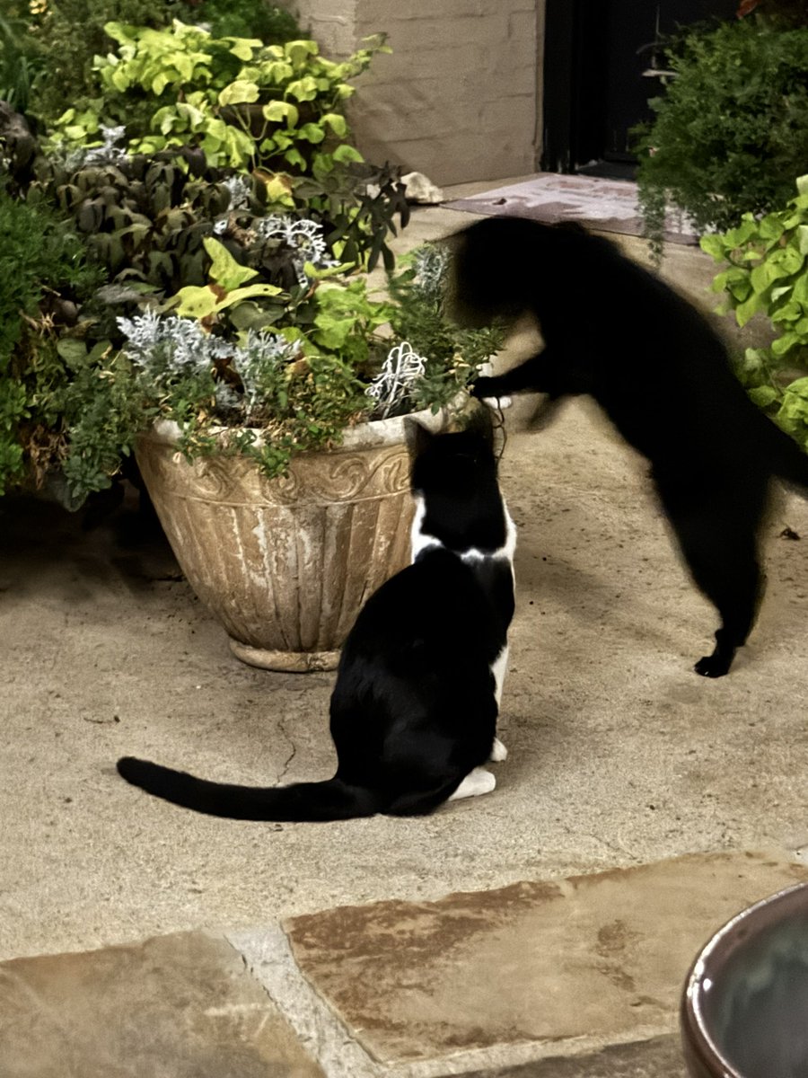 Does he exist? Or is he a mirage???  Magical Guinness. Lele swears he is real! #CatsOfTwitter coming soon to a Halloween display near you… (not really… Mom isn’t letting him go ANYWHERE except vet…)