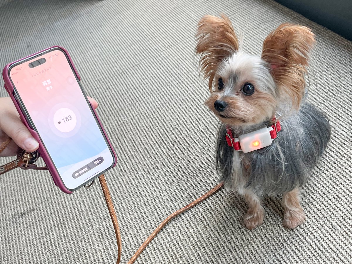 BuzzFeedJapan's tweet photo. 【使ってみた】犬のこころがわかる「イヌパシー」を使ってみたら、意外な結果に…！？ おやつの時、散歩の時、愛犬は何を感じている？
https://t.co/zPxrLgra9s

イヌの心拍を読み解き、5色の光で気持ちを知らせてくれる「イヌパシー」を使って、“こころ”を覗いてみました！ https://t.co/pz9JEjFaPr