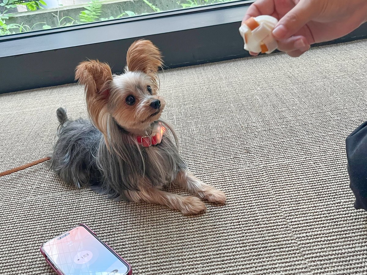 BuzzFeedJapan's tweet photo. 【使ってみた】犬のこころがわかる「イヌパシー」を使ってみたら、意外な結果に…！？ おやつの時、散歩の時、愛犬は何を感じている？
https://t.co/zPxrLgra9s

イヌの心拍を読み解き、5色の光で気持ちを知らせてくれる「イヌパシー」を使って、“こころ”を覗いてみました！ https://t.co/pz9JEjFaPr