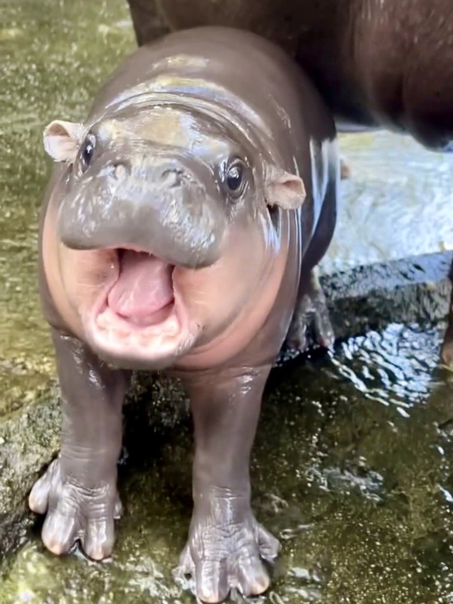 สวนสัตว์เปิดเขาเขียว Khao Kheow Open Zoo tweet media