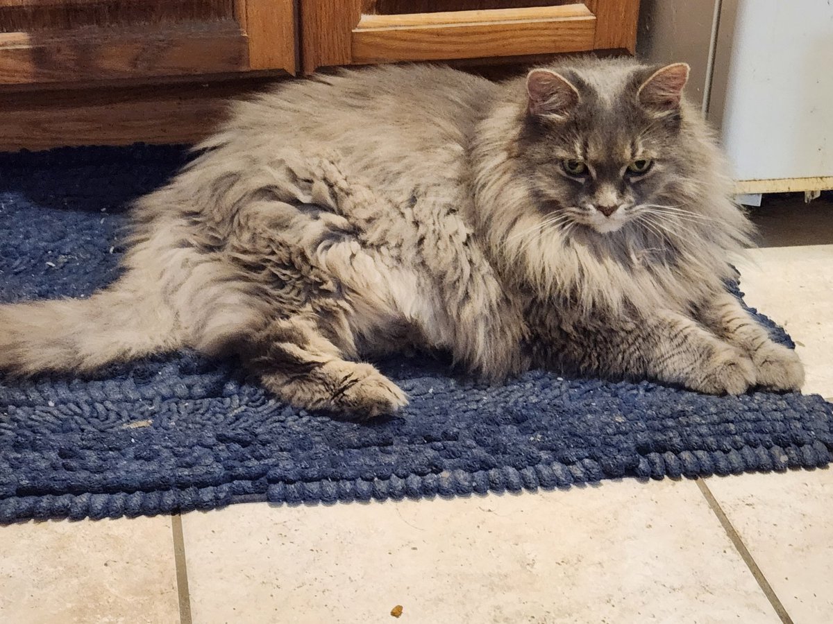 Oh no!

The vet checked my cat's blood work, and found that her renal (kidney) values were higher than normal. 

So she might have kidney failure, or isn't drinking enough water (unlikely, since I see her drink quite a bit).  

They want me to get a urine sample to confirm.