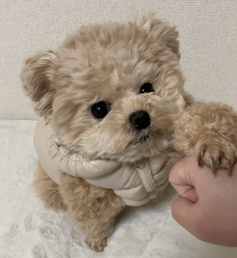 いつもグータッチ出来ると思わないで🧸

#ポメプー