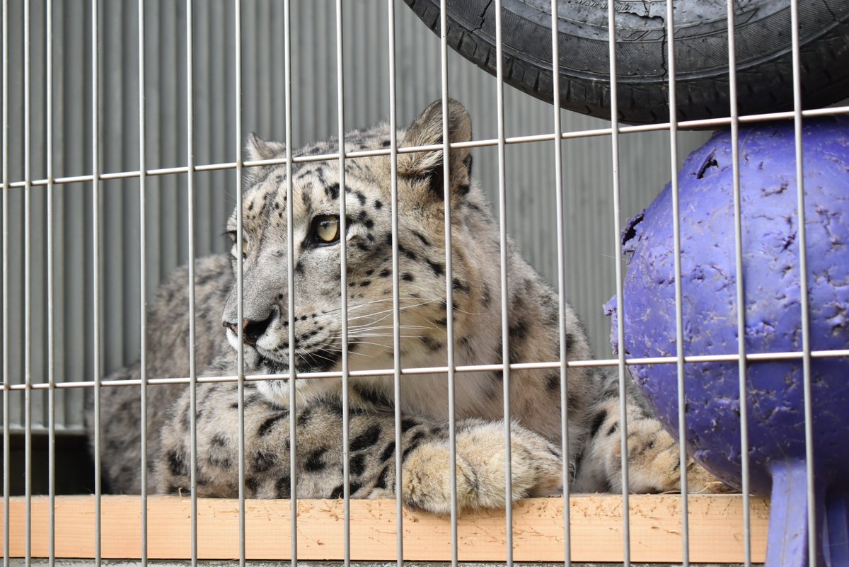 ユキヒョウ の #ユキチ と #リアン。 それぞれのんびり過ごしていまし 