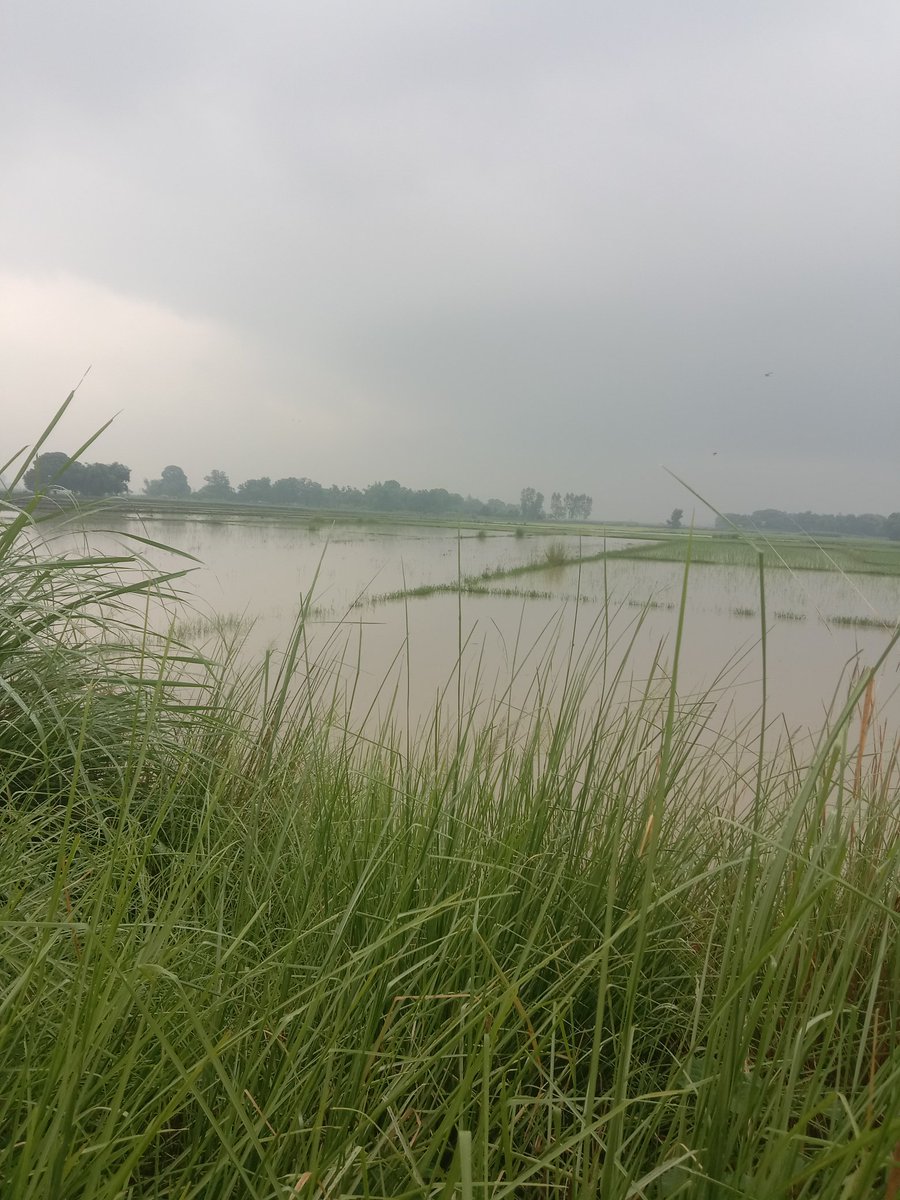 Dr. Ramkumar Rai tweet media