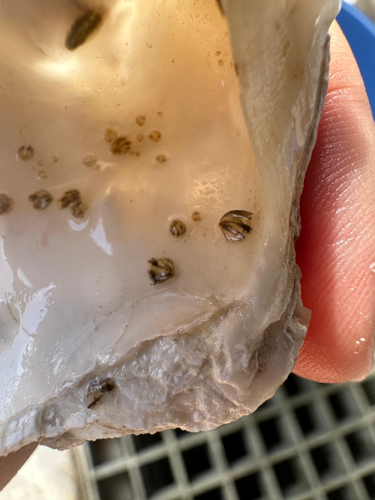 Marine Futures Lab tweet media