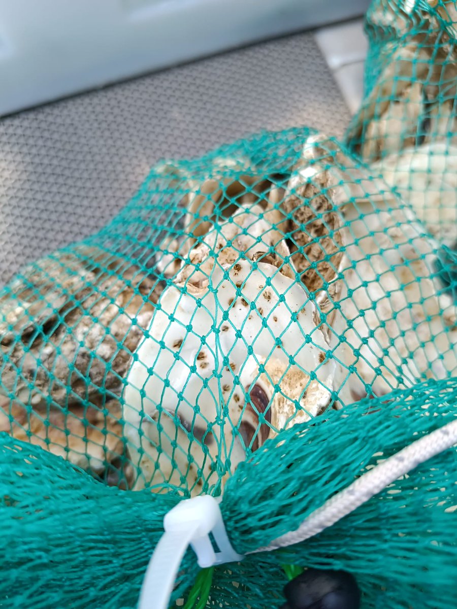 Marine Futures Lab tweet media