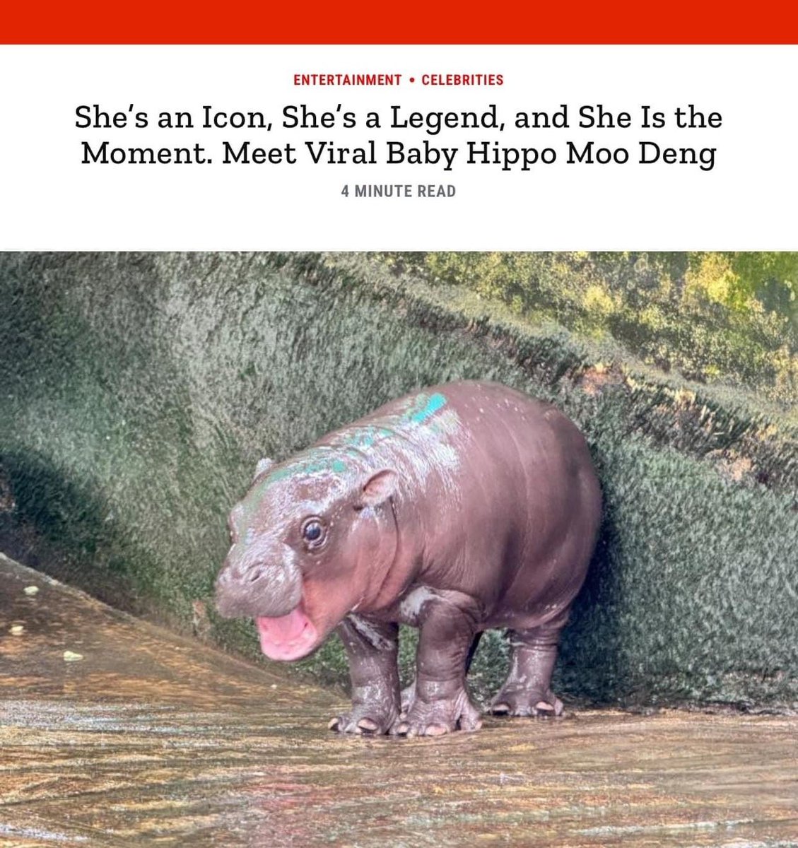 KhaokheowZoo's tweet photo. She’s an Icon, She’s a Legend, and She Is the Moment. Meet Viral Baby Hippo Moo Deng 
#หมูเด้ง #khaokheowzoo https://t.co/NYKDdX4wjK