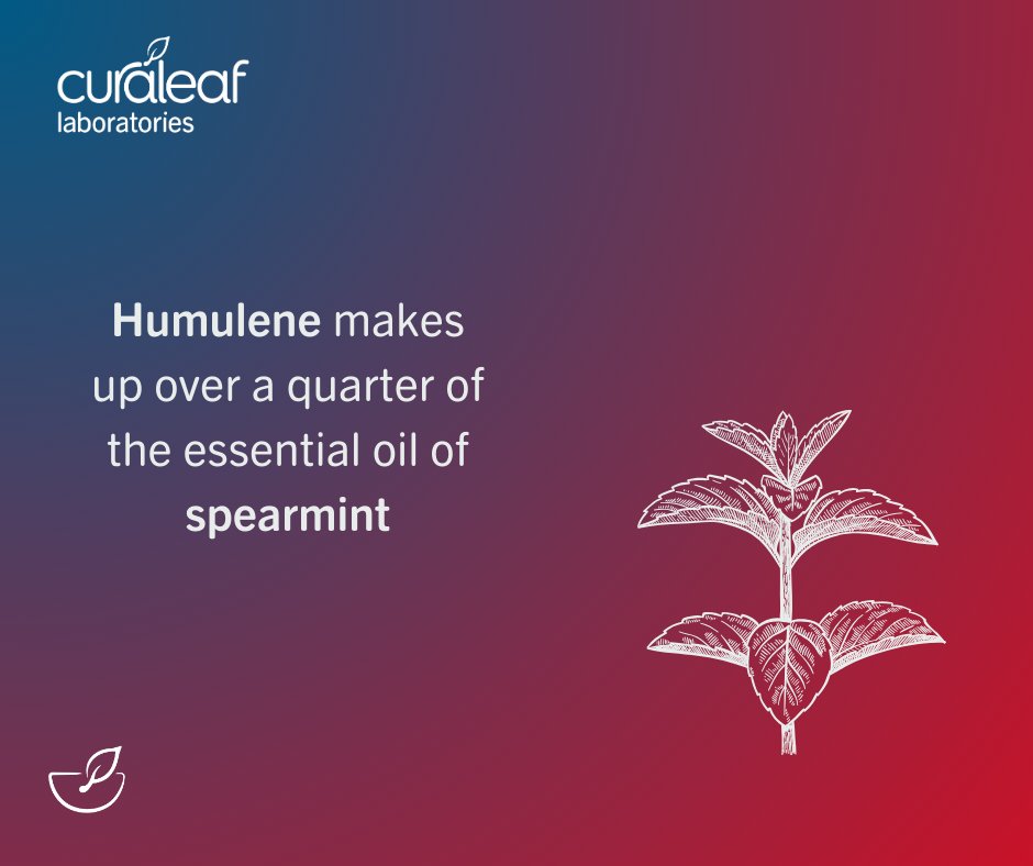 We're bringing you some facts about Humulene! This terpene is common in some of our most basic spices, but do you know which ones?