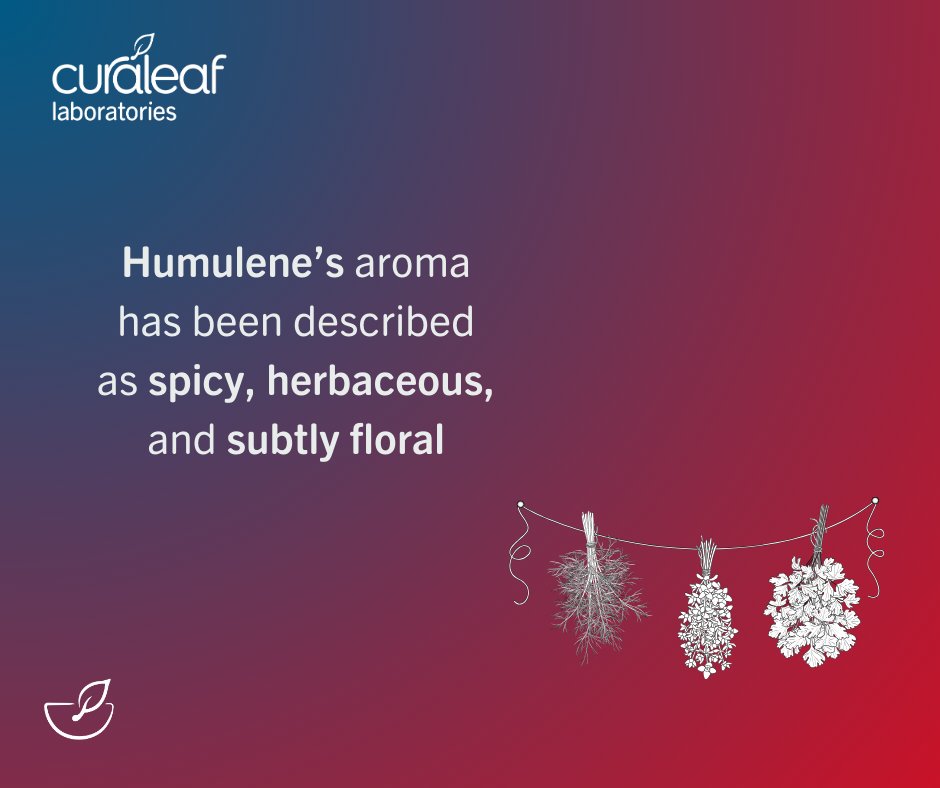 Curaleaf_Labs's tweet photo. We're bringing you some facts about Humulene! This terpene is common in some of our most basic spices, but do you know which ones? https://t.co/t9uIGq29x8