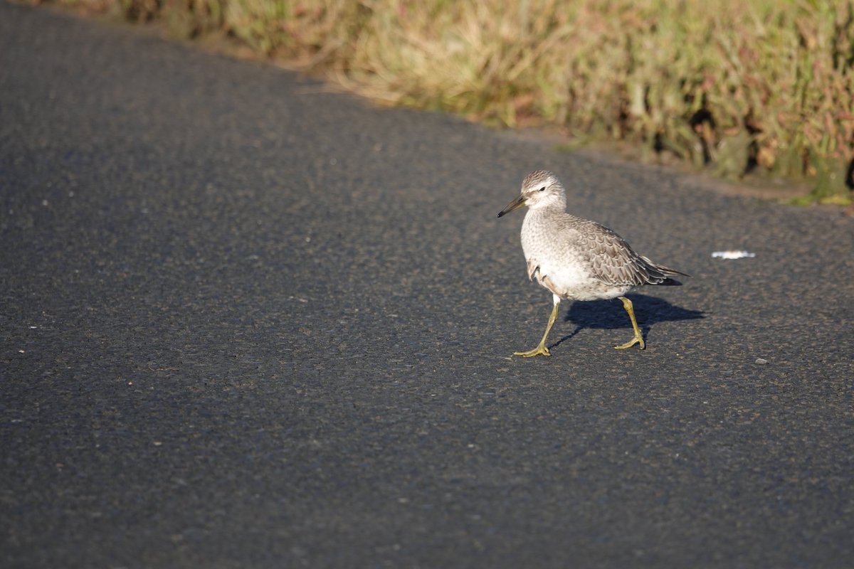 Early morning at the causeway 😊