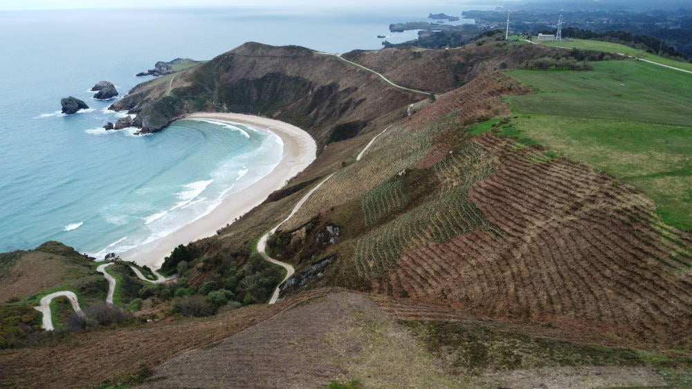 Regeneramos bosques con @Pepephone: Ya hemos alcanzado los 10.000 árboles plantados en Asturias, Huelva y Madrid gracias a nuestros clientes. 👏💪 ¡Espectaculares las imágenes de como poco a poco va creciendo! 🤙😉