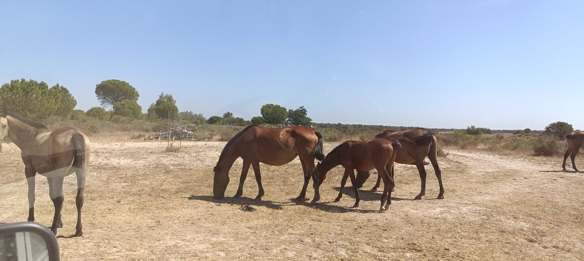 New #ALGEMAR campaign to collect and re-install seismic stations at the Doñana Nacional Park. A superb environment and all objetives met! 🔆💯✅🦩🐎