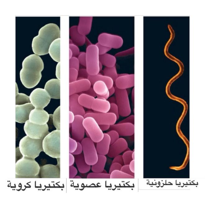 Biologyforeve's tweet photo. #أشكال_البكتيربا
#البكتيريا https://t.co/YtsUxW62jZ