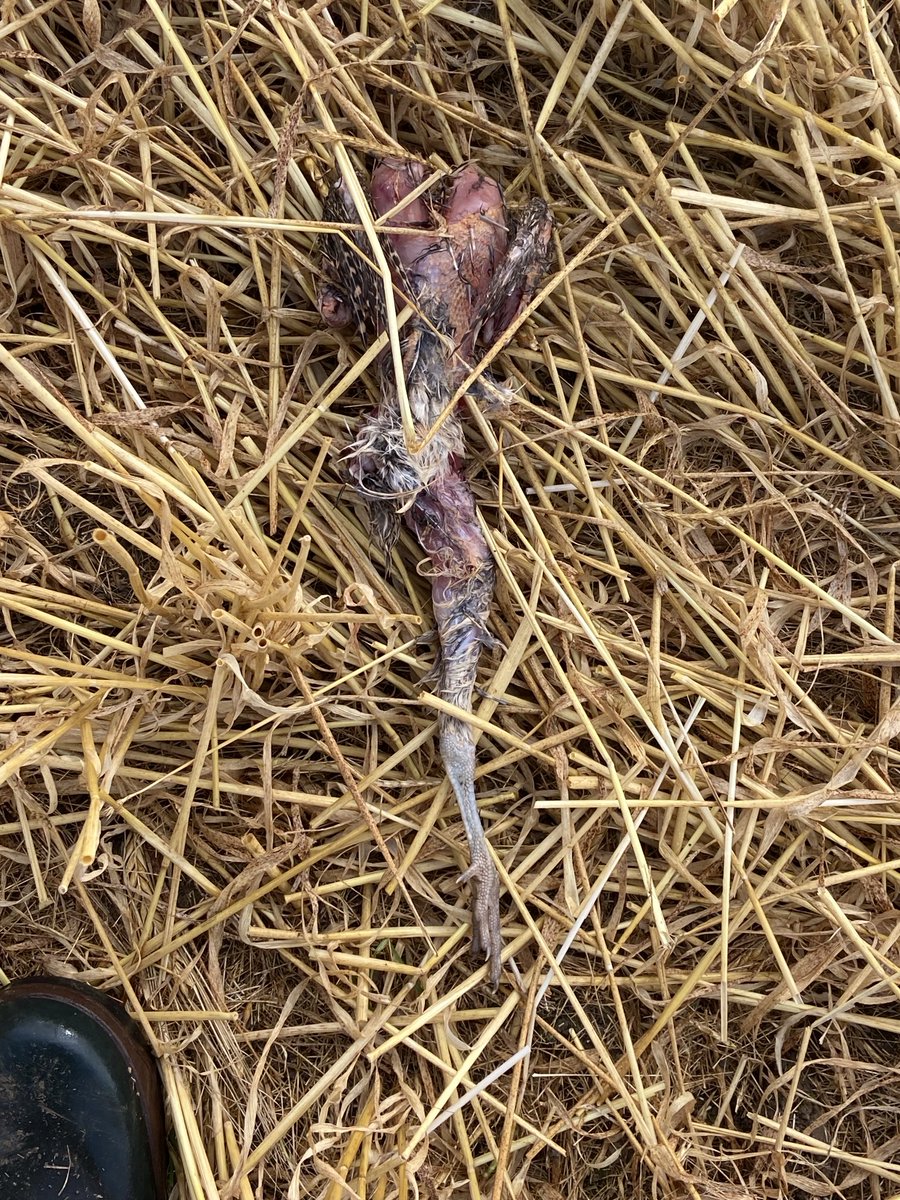 First picture is from yesterday, others are the remains of buzzard attack this morning.