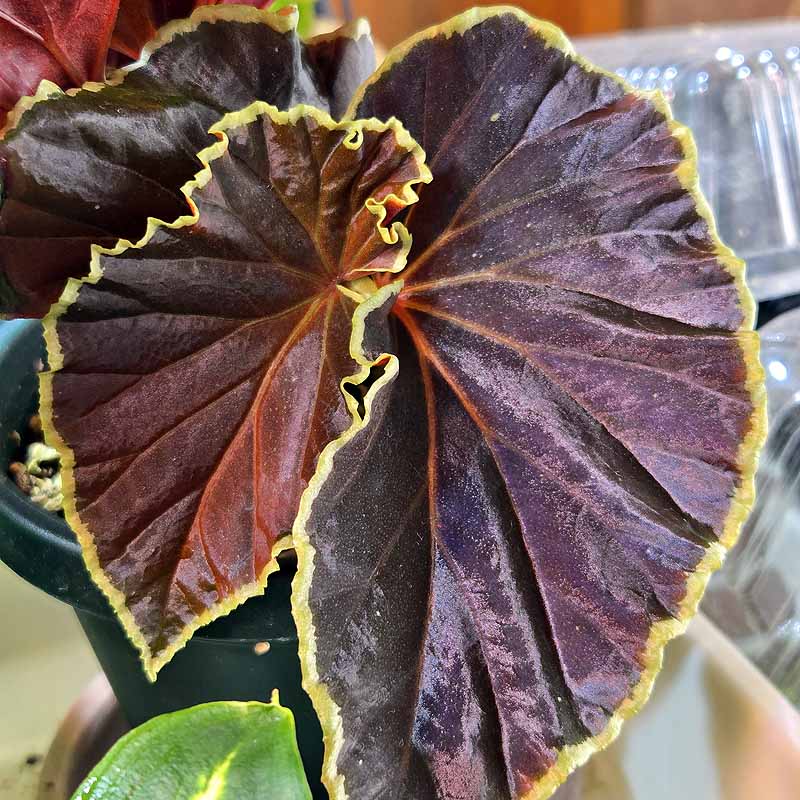 [祝^_^評価6000突破セール♫]富貴蘭　彩冠③ 富貴蘭チャンネル (@fuukiran_ch) / X