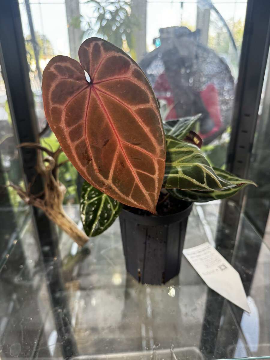 DocBlock Anthurium Giannina ® 'Crystallinum 8' X 'Michelle 11