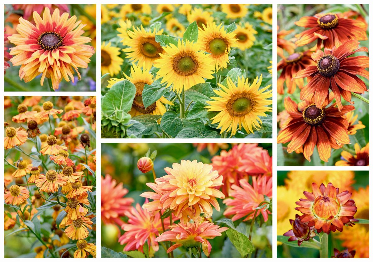 VenetiaJane's Garden tweet media