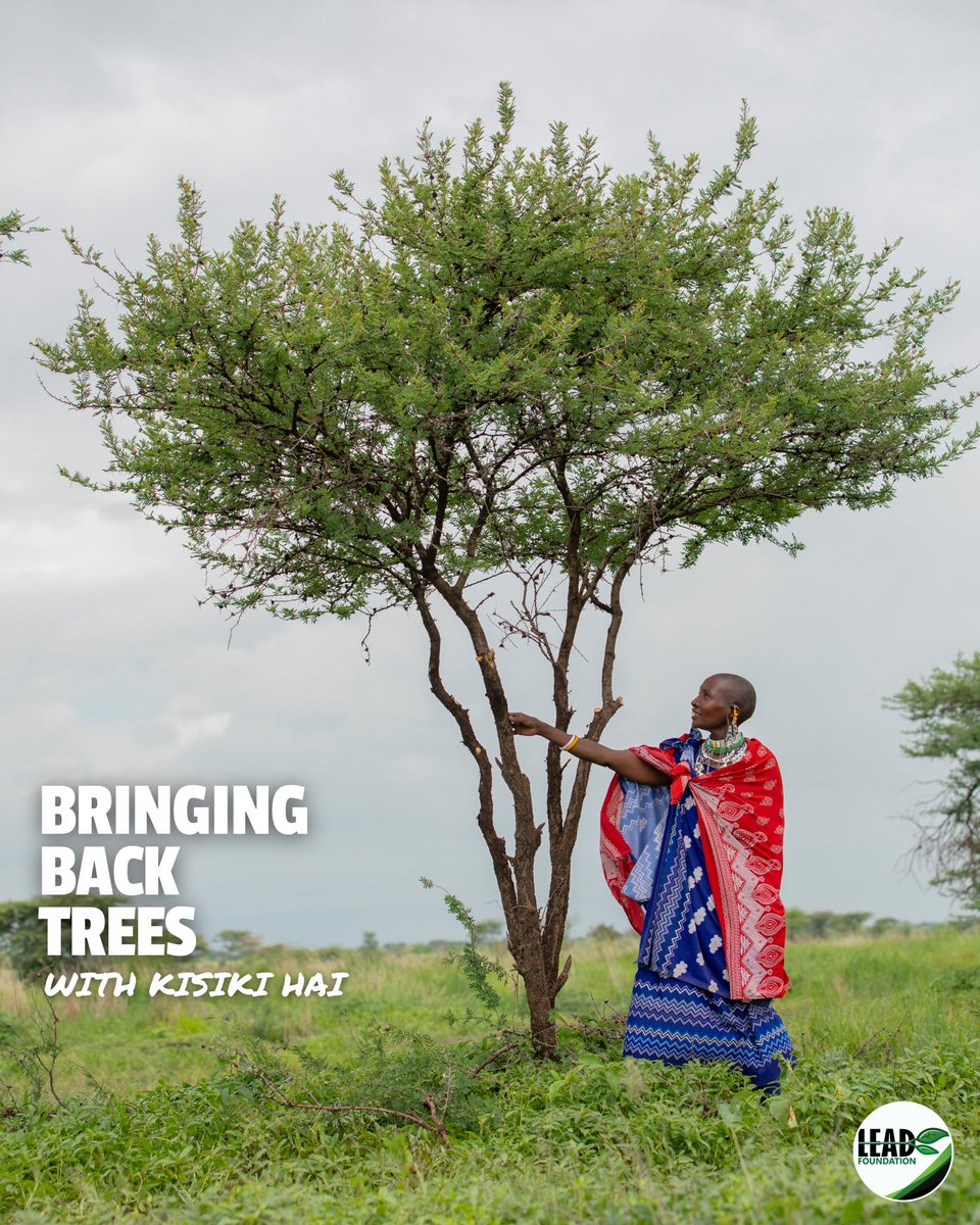 Nature’s Comeback, One Tree at a Time 

Meet Eyeyo Kapurwa from Arusha, Tanzania! In just three years, she’s restored over 200 trees back to life on her farm using the #Kisiki Hai #FMNR method. 🌳

This technique empowers farmers to regreen their landscapes, restore their soil