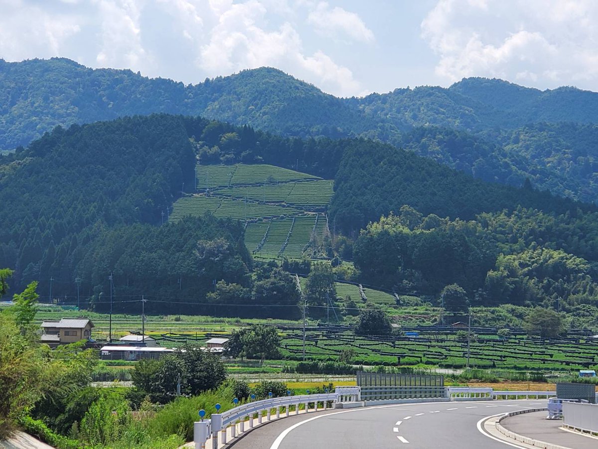 SG_MAX's tweet photo. これは宇治田原町から撮影した写真です。むこうに見える茶畑。その下も茶畑。これは全て宇治茶になると思われます。宇治でこんなに大きな茶畑はないです。

#宇治茶
#宇治茶ラバー
#宇治茶好き
#宇治茶体験
#宇治茶のある生活
#宇治茶カフェ
#宇治茶のある風景
#宇治茶専門店
#宇治茶レシピ https://t.co/Lxtx828uMT