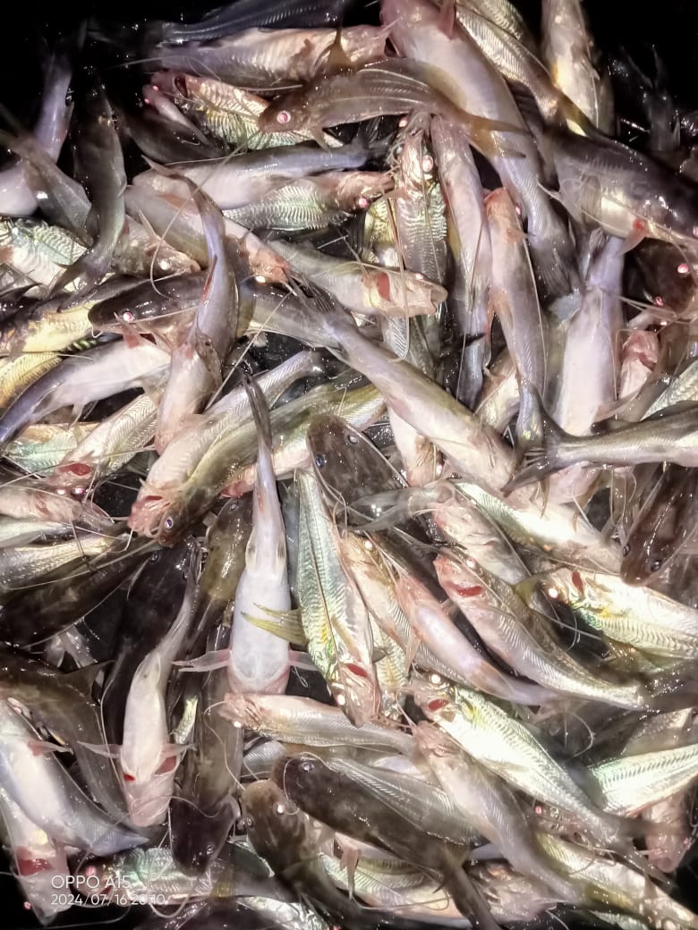 Hafisal81's tweet photo. Giat tanggal 03/09/2024 Hafisal, S. Pi, kunjungan dan monitoring hasil tangkapan ikan di KUB Kompak Bersama. Rata-rata hasil tangkapan ikan 7-10 kg/hari dengan harga jual Rp. 8.000/kg
#GiatLuhkanSatminkalBRPPUPP
#LuhkanKabupatenMuaraEnim
#Luhlapor https://t.co/gvz7GCyxjC