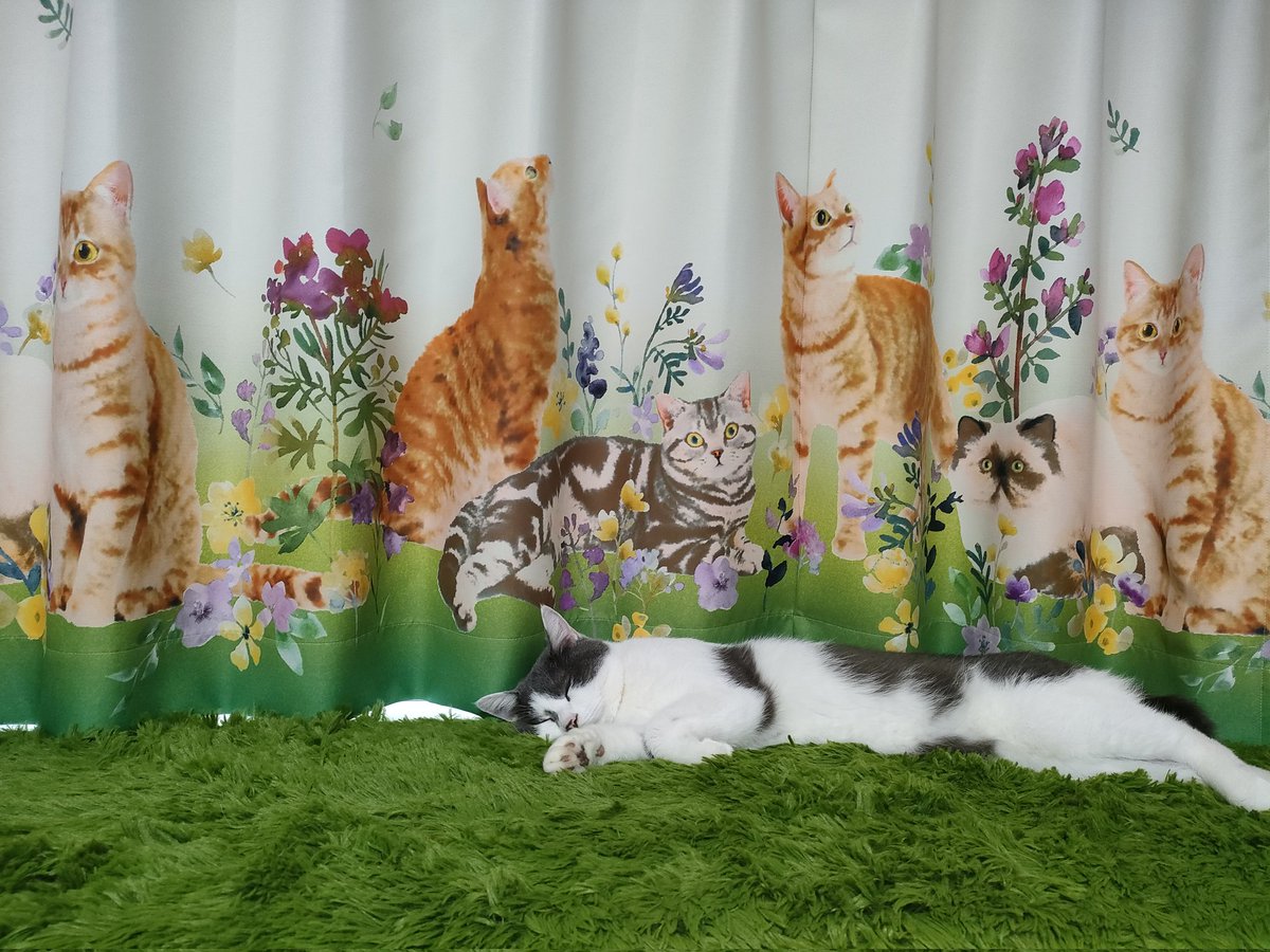 guintomilo's tweet photo. 2024年9月13日の銀チャン
#保護猫 #ねこ #cat #猫がいる生活 
#猫の居る暮らし #猫動画
#猫好きさんと繋がりたい https://t.co/jJqSxnh5L0
