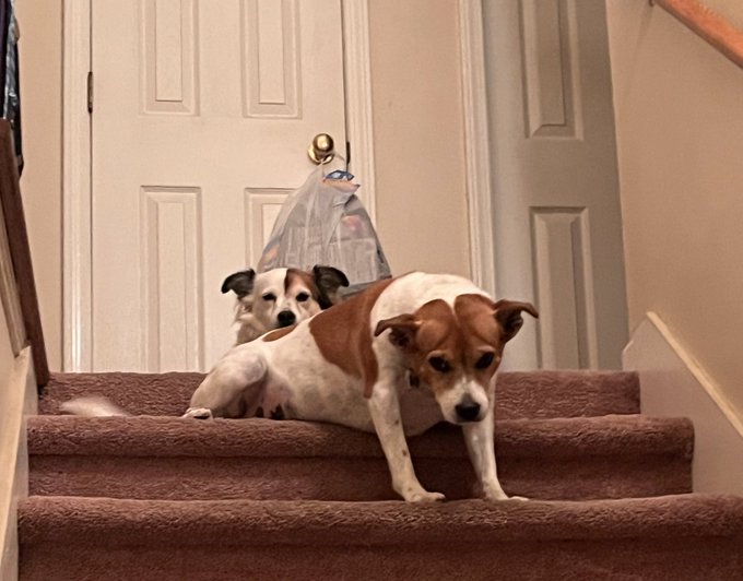Yall &hellip; look at how my dog sits on the steps. Fucking goober https://t.co/efQSvXWHlR<a href="/tag/pokemon"class="tags"><span>#pokemon</span></a>