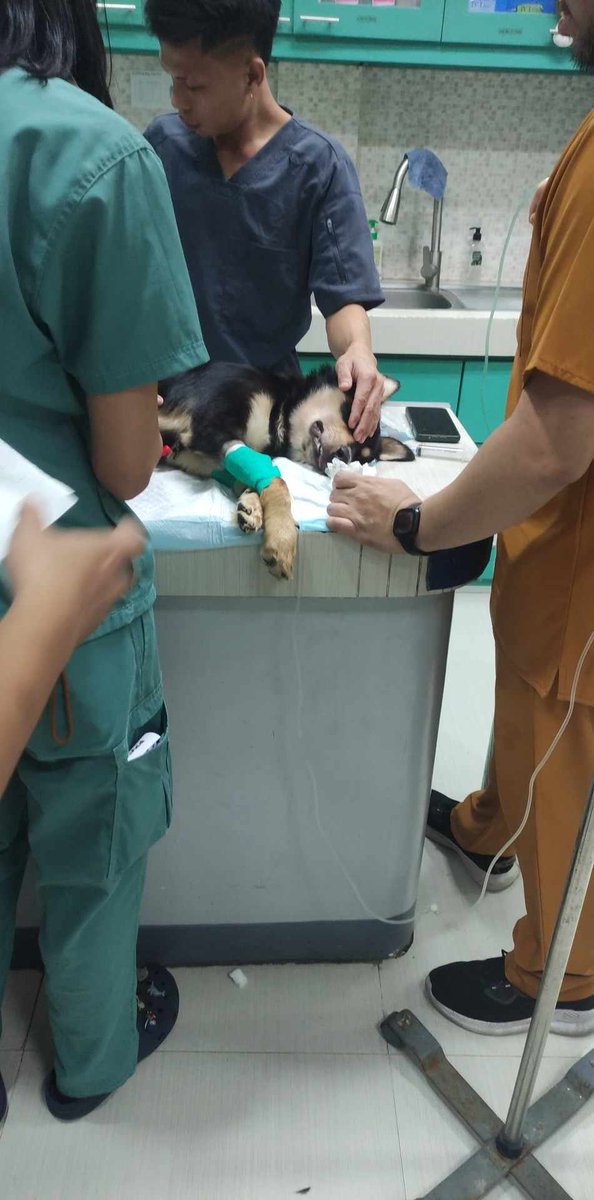 chuwachups's tweet photo. SOBRANG NAHIHIRAPAN KANA, IM SORRY ROTROT KASE WE DECIDED NA IEUTHANIZE KA TO END YUNG SUFFERING MO. RUN FREE ROTROT https://t.co/mQZ7Y6JzqQ